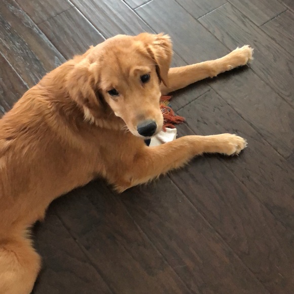 Meet your Posher, Alexandria - Picture 1 of 1